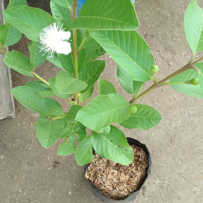 Bibit tanaman buah jambu kristal sudah berbuah GG22