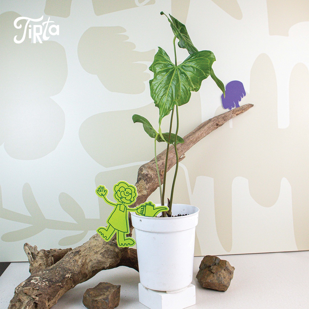 Anthurium hybrid (Clarinervium X 'Pterodactyl'(BerriozaballenseXPedatoradiatum) - Tanaman rawatan