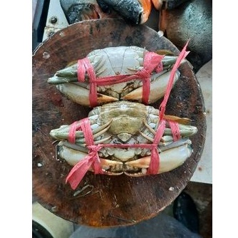 

Kepiting Hidup Segar