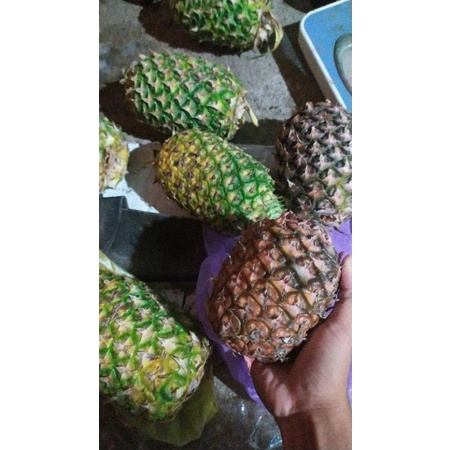 

Nanas muda buy 3 lebih murah (Grosir)
