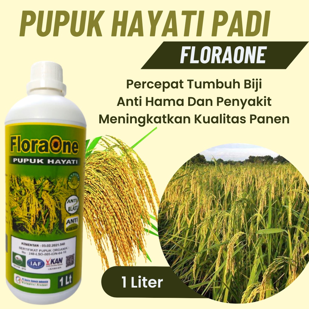 Pupuk Padi Sawah, Pupuk Tanaman Padi Anti Hama Hawar Daun, Pupuk Pelebat Tanaman Padi