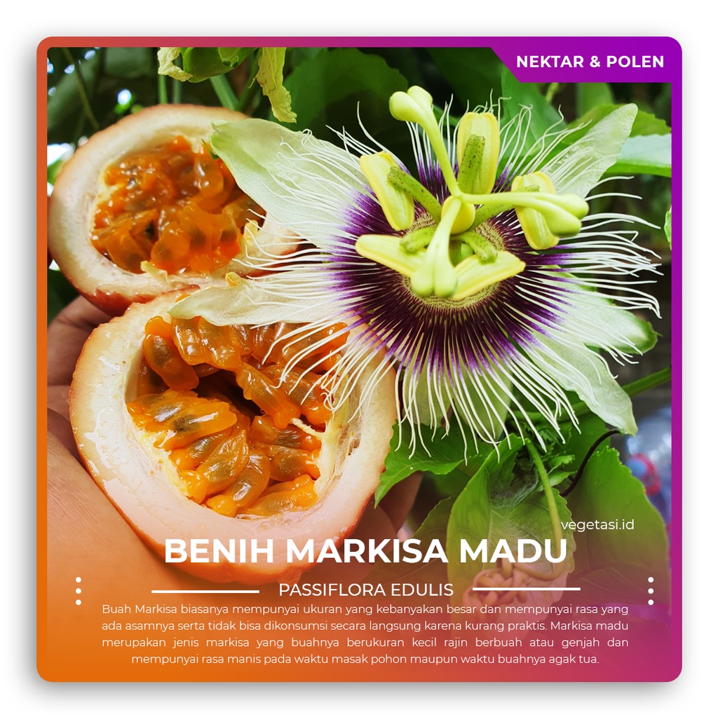 25 Biji Benih Markisa Madu / Markisa Manis / Passiflora Edulis