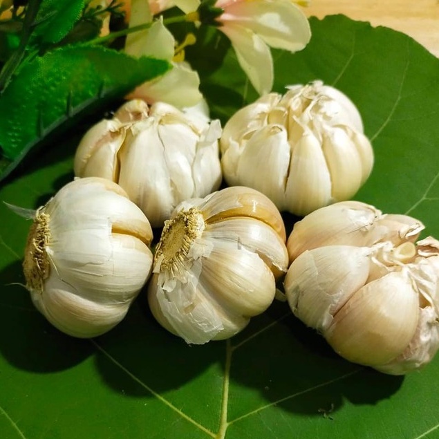 

BAWANG PUTIH CINCO KERING ALAMI