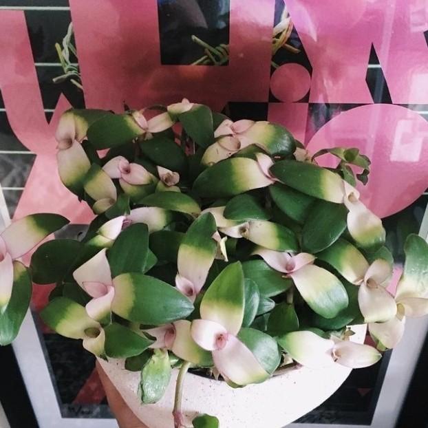 

Tanaman Hias Tradescantia Blushingbride + Pot Putih Tawon Best Seller