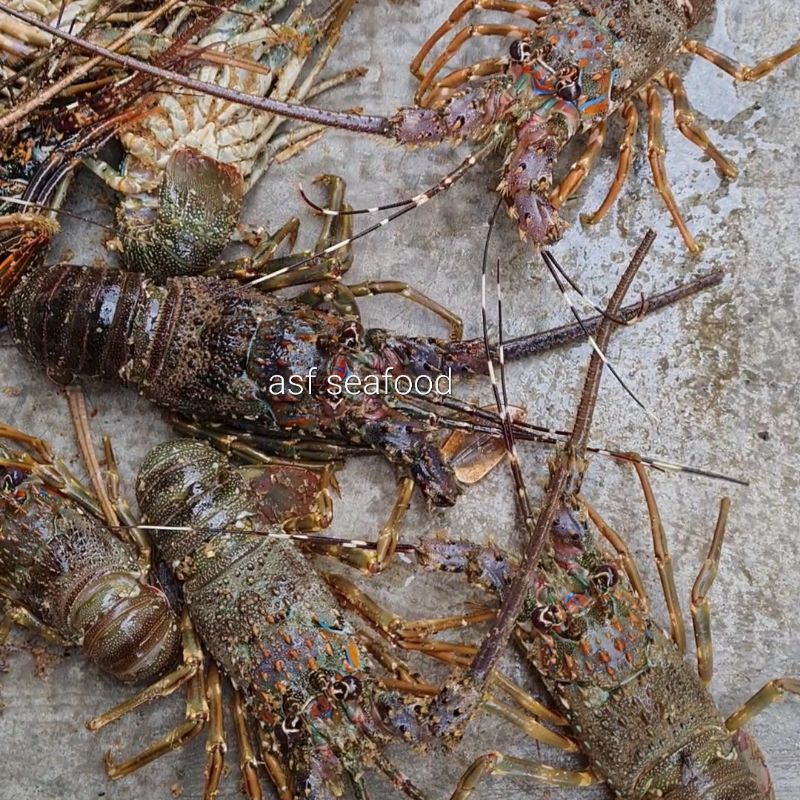 Lobster laut size 1kg isi 6 ekor