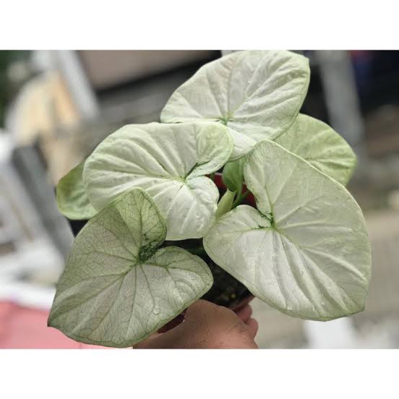 BIBIT CALADIUM WHITE COBRA