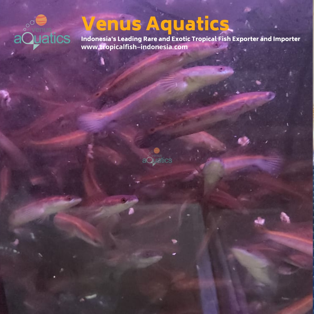 IKAN CHANNA MARU SURATTHANI SURATHANI THAILAND WILD CAUGHT WC