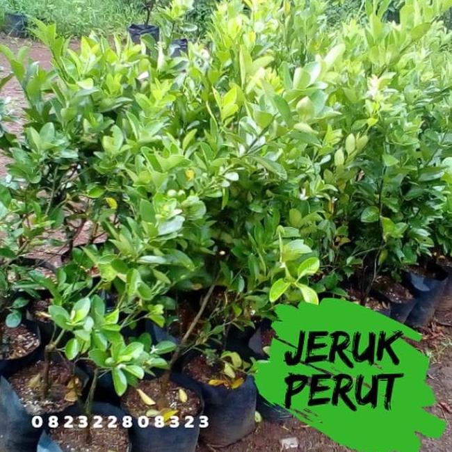 joss New Bibit jeruk purut Tanaman jeruk purut Daun jeruk purut idr viral
