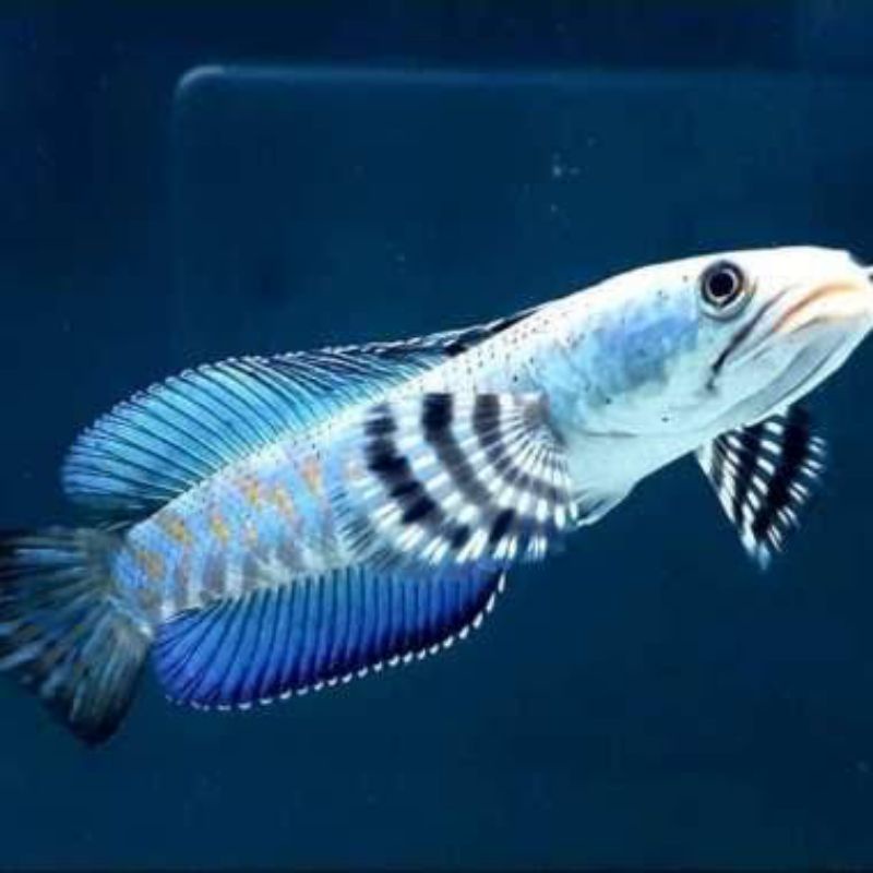 

Ikan chana blue pulcra 9 10 11cm