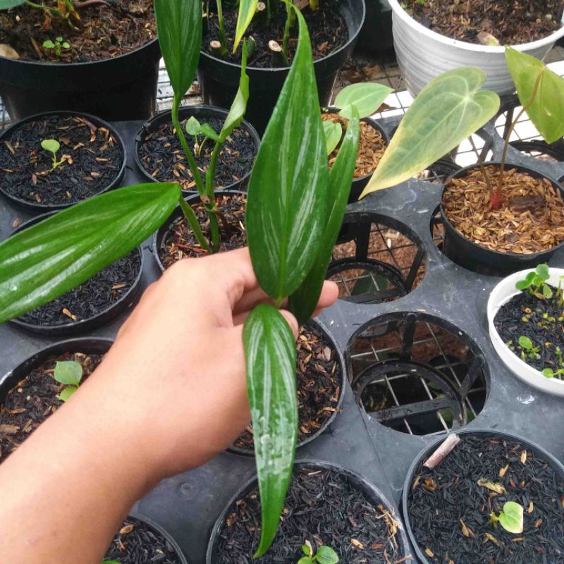 PHILLODENDEON EPIPREMNUM  AMPLISSIMUM