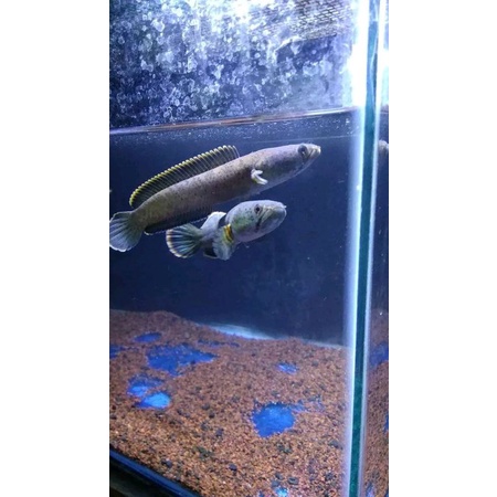 Chana Limbata Pair Proven alam Bunting bawa Telur|Aksesoris akuarium