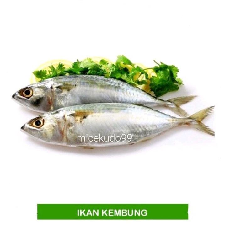 

IKAN KEMBUNG SEGAR FRESH
