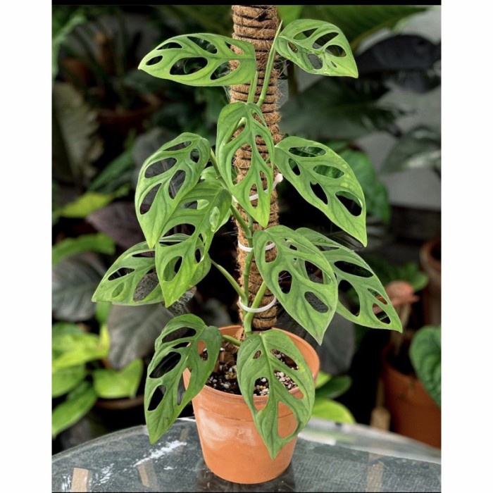 Tanaman hias janda bolong/tanaman janda bolong/pohon janda bolong