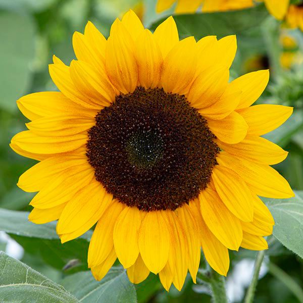 Benih Tanaman Sunflower Kualitas Unggul