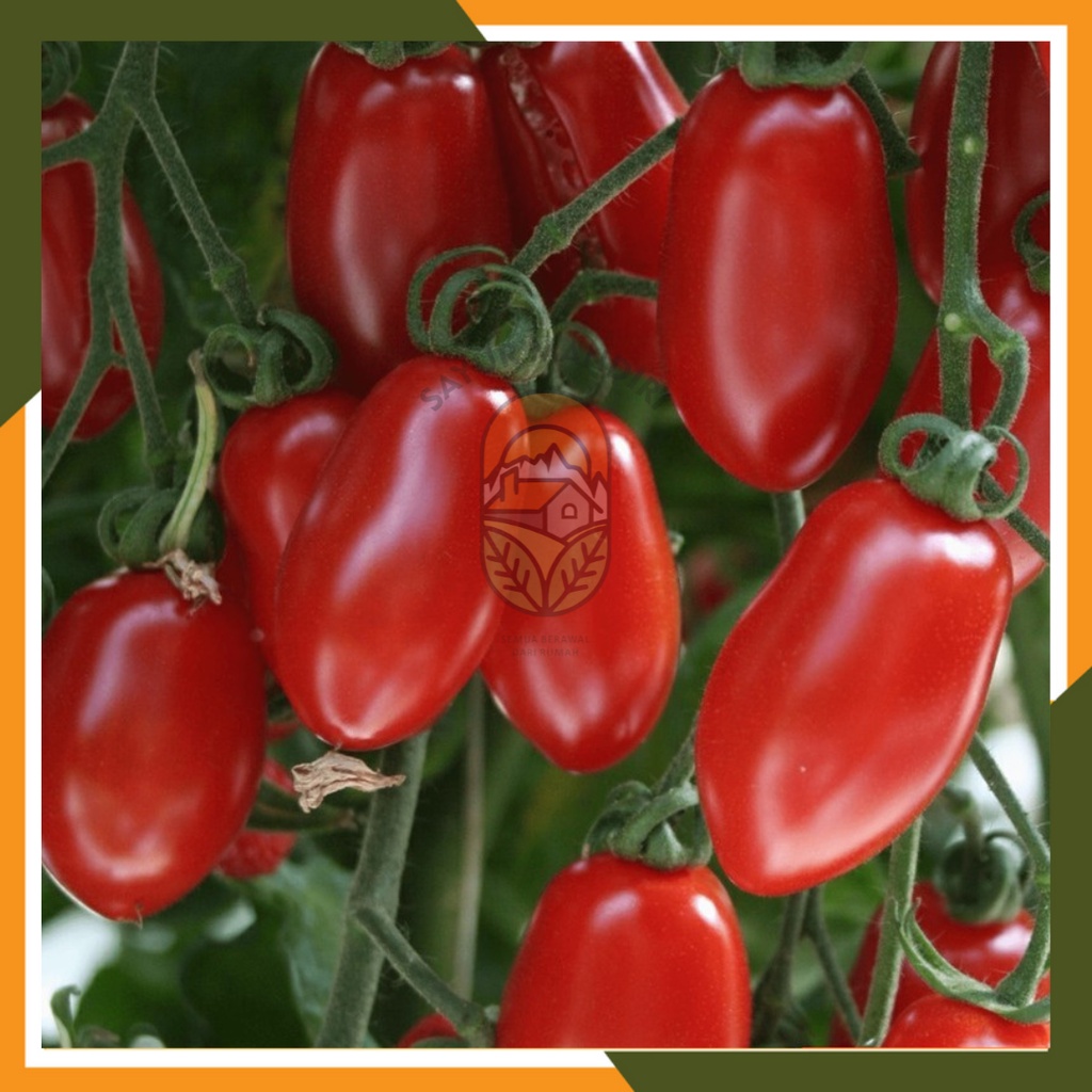 Benih Tomat Cherry Tropical Ruby Seribuan