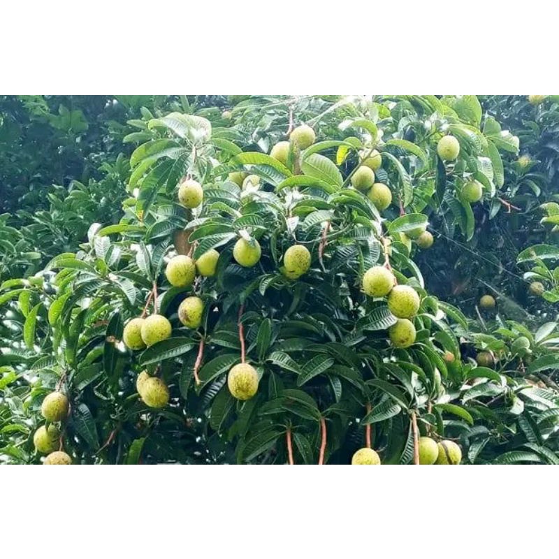 

Buah limus atau buah bacang muda per 1kg