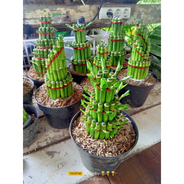 bambu hoki hias - tanaman hias bambu hoki