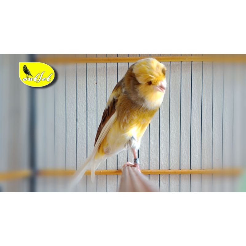 kenari Yorkshire Indonesia (YSL) angkat bunyi  Lagu isian BT Warna dan postur Istimewa