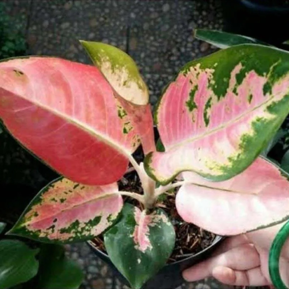 Aglonema Kochin Ebony