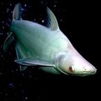 ikan hias patin albino mata hitam merah ikan hias aquarium pangasius albino tank mate ikan hias air 