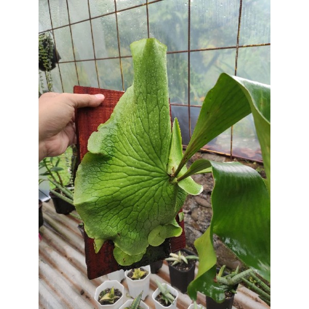 Platycerium Ellisotis indukan