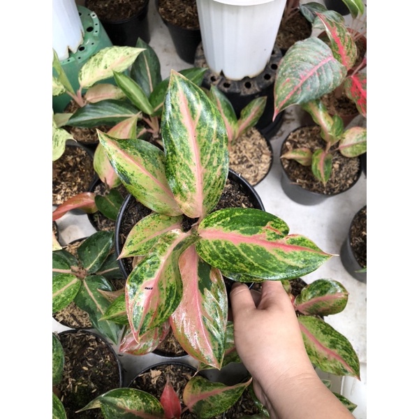 Aglaonema Golden Baby
