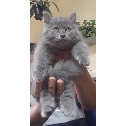 Mix BSH betina