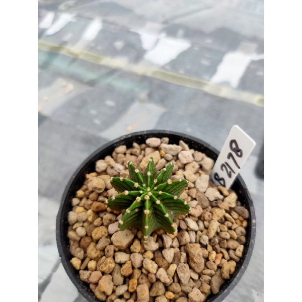 Jual Kaktus Gymnocalycium Gymno Friedrichi LB 2178 Aqua Dulce Shopee