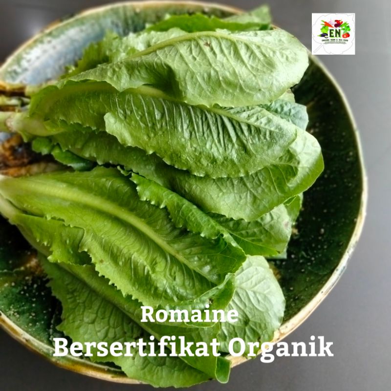 

1kg Sayur Romaine 100% Sertifikat Vegetable Murah Sehat Healthy Life Grosir Supermarket