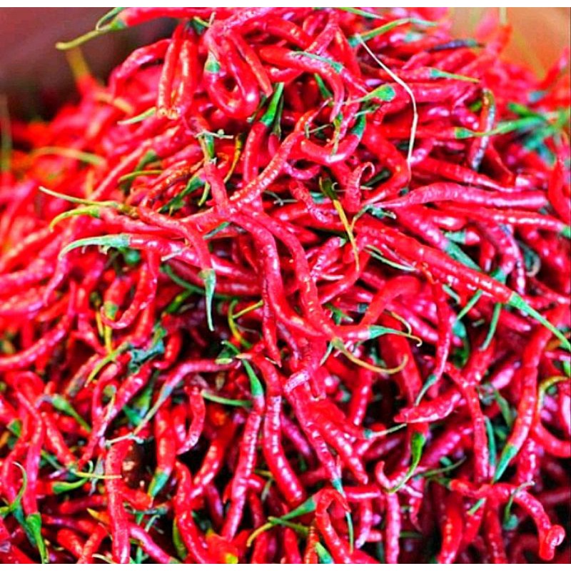 

CABE MERAH KERITING SEGAR 100 GRAM FRESH