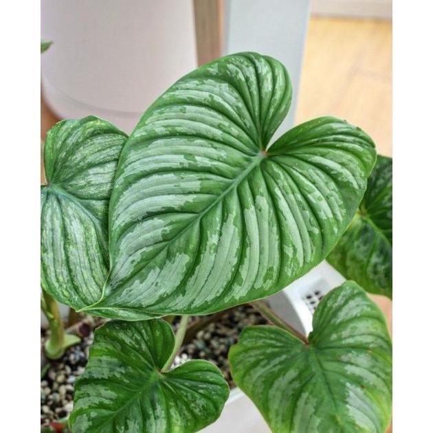 Tanaman hias Philodendron Mamei Silver Cloud Philo Mamey / pilo mammei