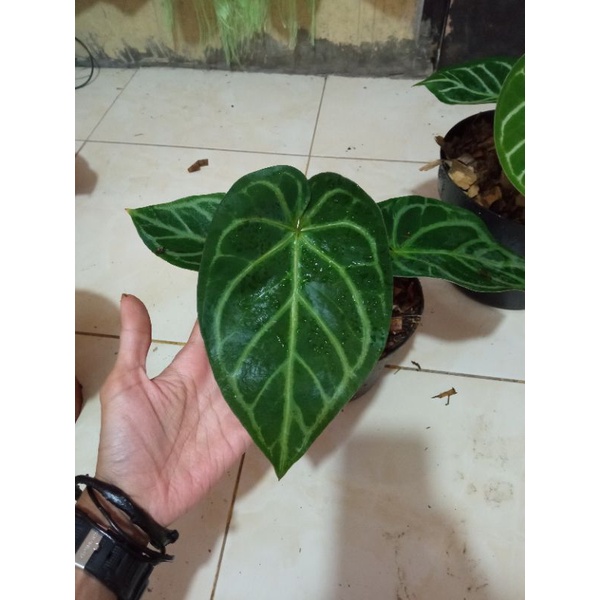 anthurium regale hybrid