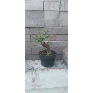 BAHAN BONSAI RUKEM PUCUK MERAH..TANAMAN HIAS BONSAI RUKEM SMALL