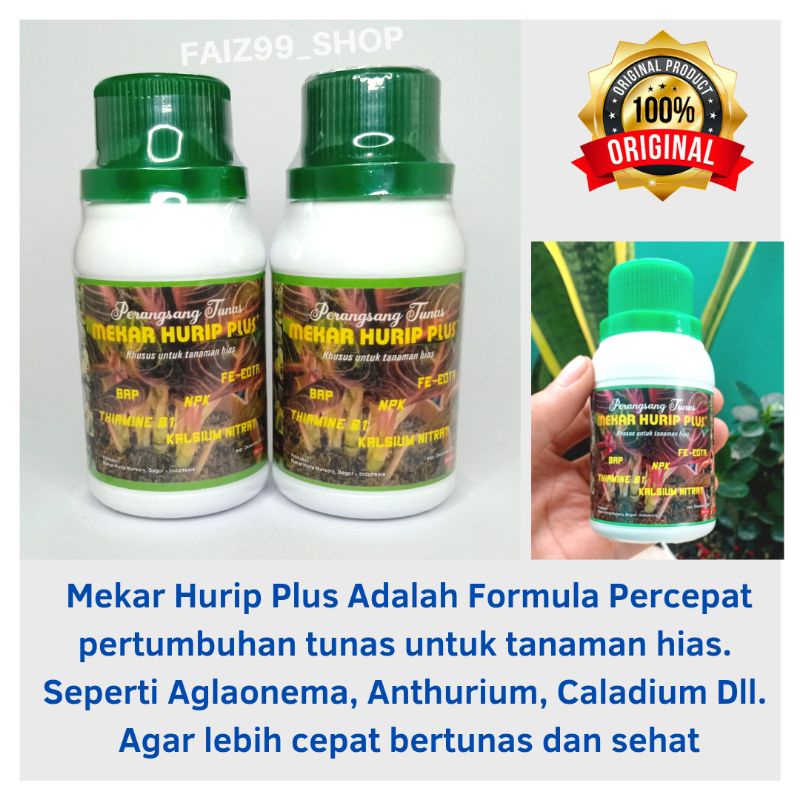 Perangsang Tunas Aglonema Anggrek Kladi Pilo Mekar Hurip Plus