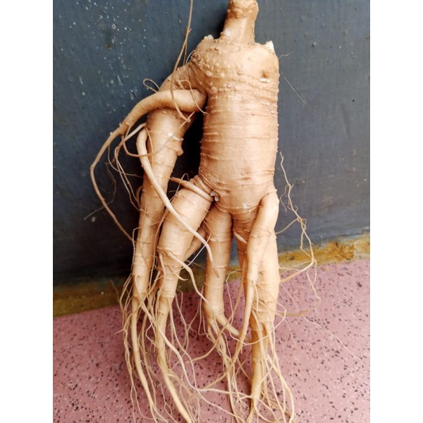 

ginseng Merah Korea Perbatang, ukuran Sedang