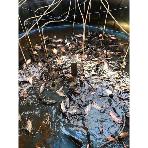 

IKAN NILA SIDOARJO