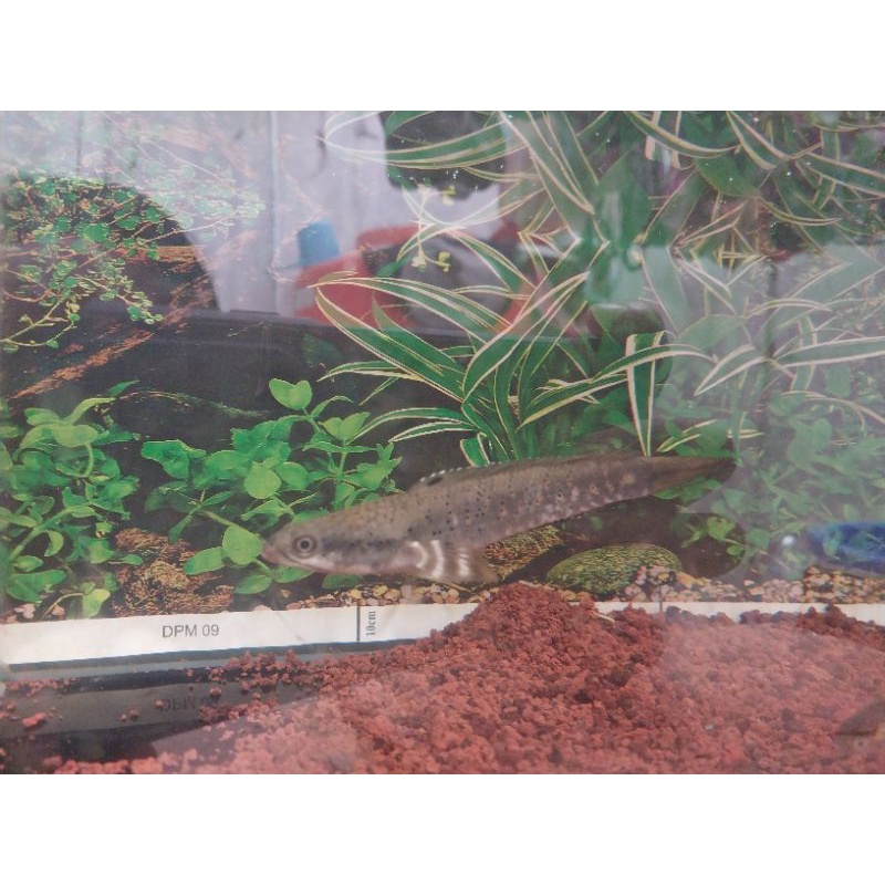 Channa Blue Pulchra