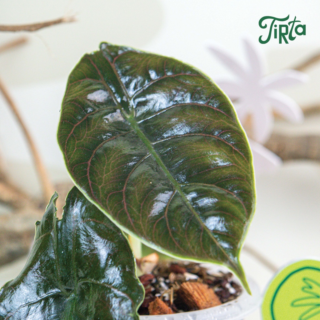 Alocasia azlanii - Tanaman rawatan