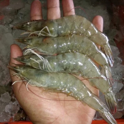 

Udang Galah Segar 1 Kg