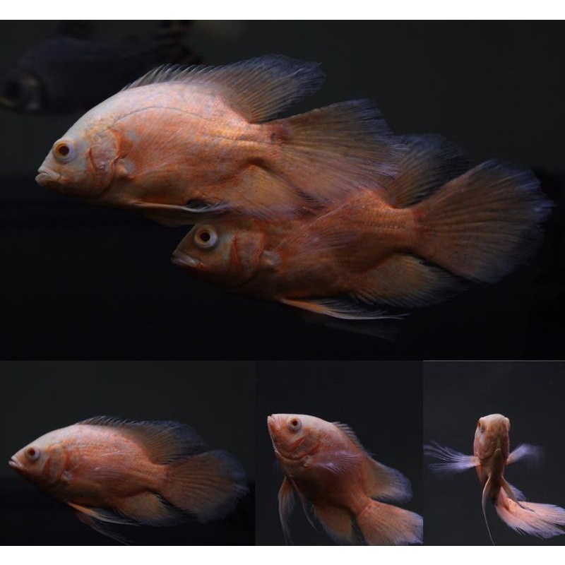 

ikan oscar slayer good marking grade A / ukuran 2 inch / ikan oscar albino rare