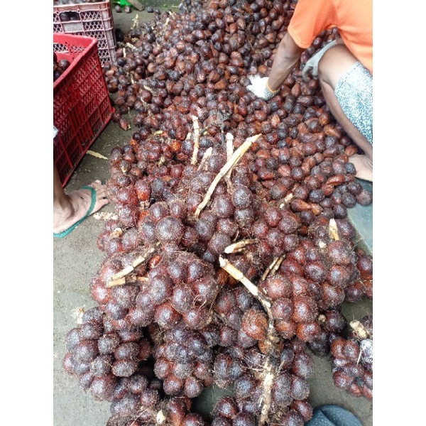 SALAK PONDO 1Kg LANGSUNG PETIK KEBUN SENDIRI