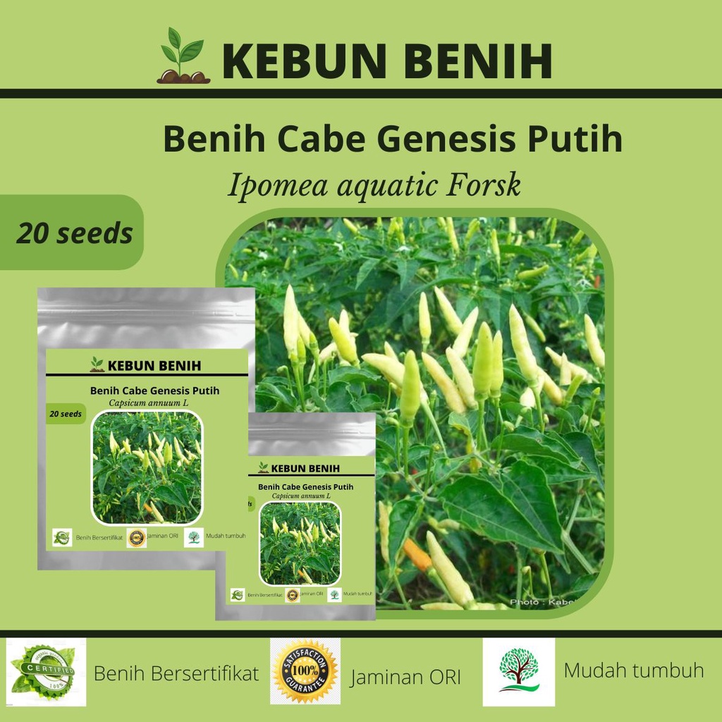 Benih Tanaman Cabai Rawit Genensis Putih/ Cabe Rawit Genesis Putih Kualitas Unggul 20 Seeds