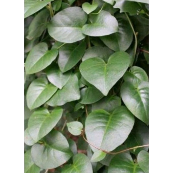

Daun binahong hijau segar