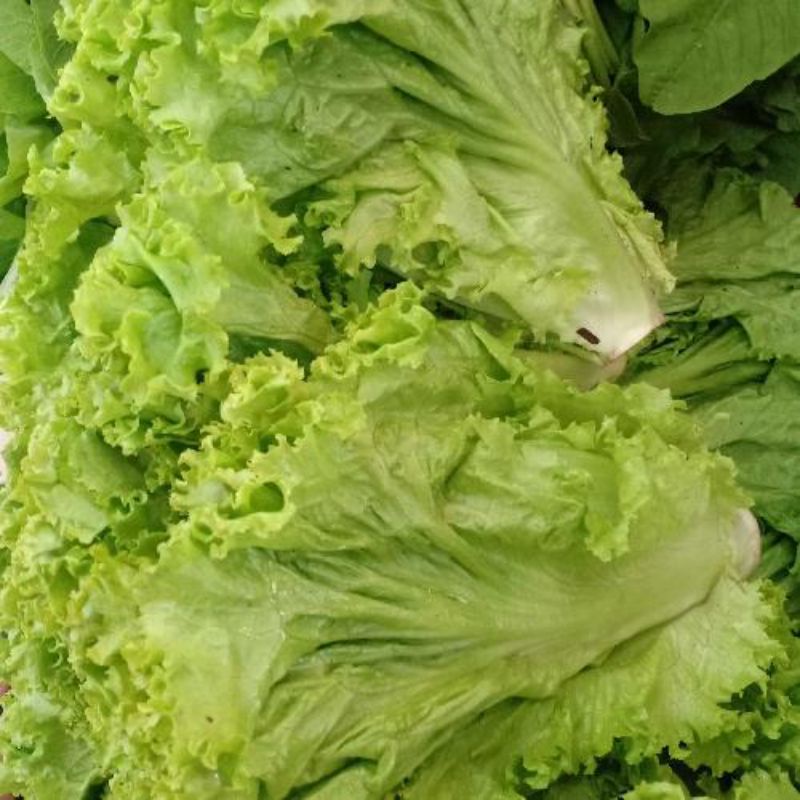 

Selada keriting segar