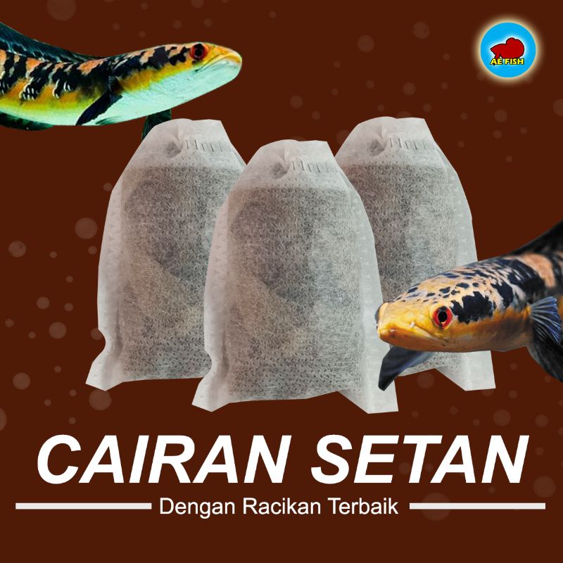Cairan setan ikan Channa ys maru racikan treatment ikan Chana maru yellow