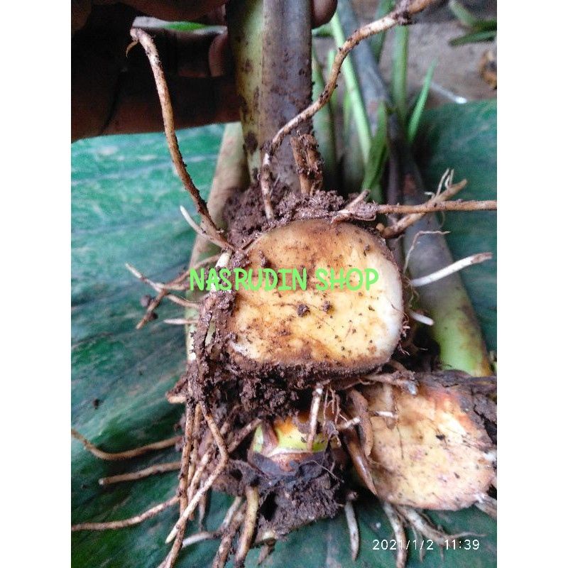 

[Fresh] BIBIT TALAS BENENG 1KG ISI 10 BONGGOL / TALAS BANTEN TALAS MENTEGA TALAS KUNING
