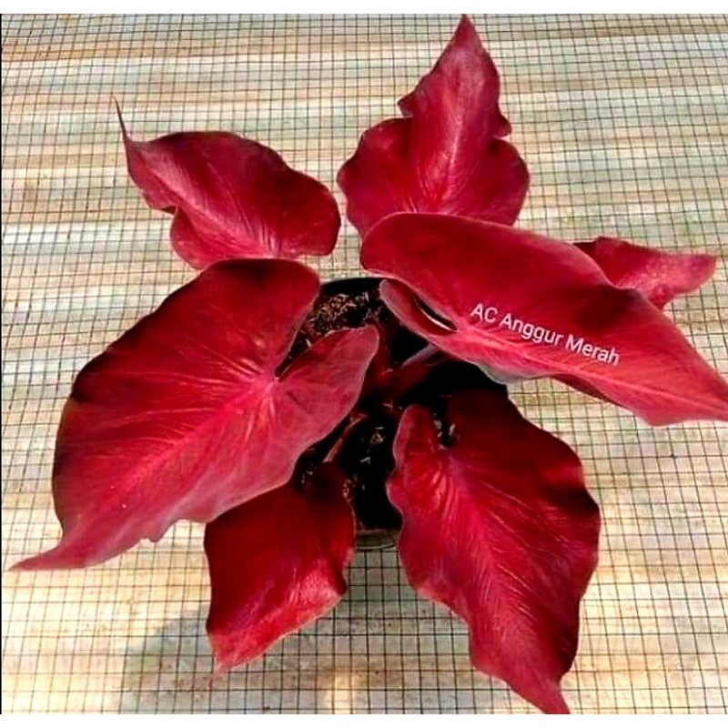 HOT SALE  Keladi Anggur Merah Super Murah / Anakan Keladi Anggur Merah