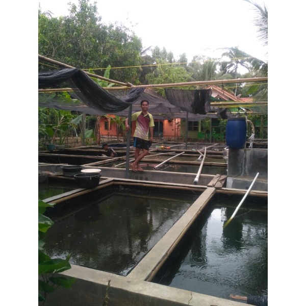 Plastik Kolam Ikan Tebal Plastik PE Kolam Meteran 1Roll 25meter