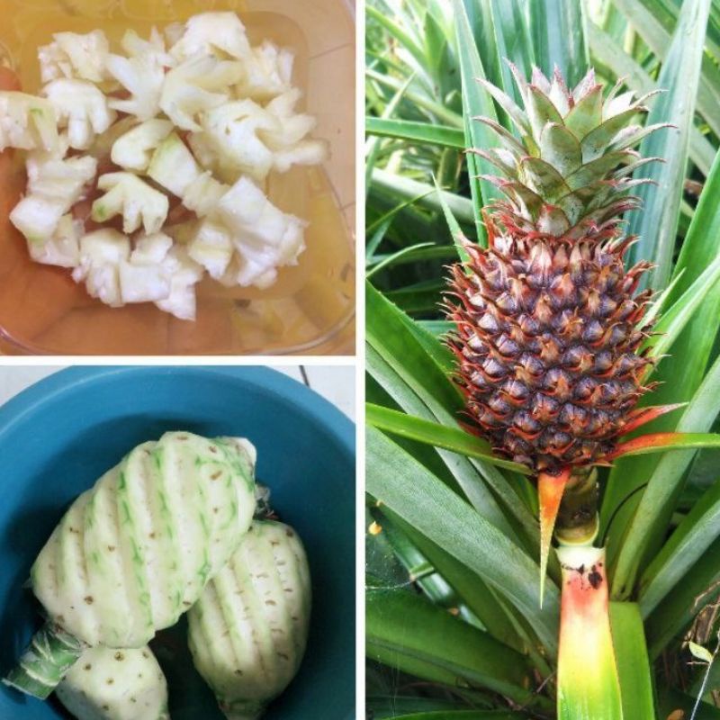 

BUAH NANAS MUDA KUPAS NON KUPAS PELANCAR HAID WANITA