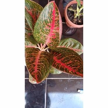 anakan aglonema adelia